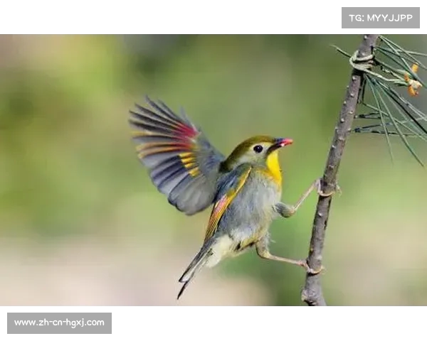 利弗鸟寓意解析及其现实存在性探讨